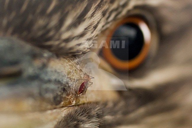 Mug op vogel, Mosquito on a bird stock-image by Agami/Bence Mate,