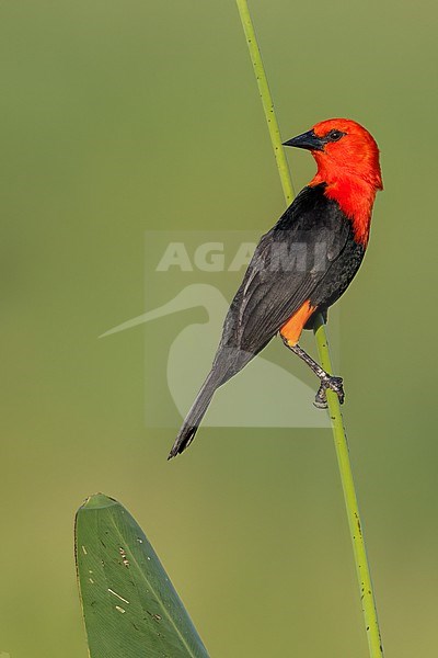 Scarlet-headed Blackbird (Amblyramphus holosericeus) Perched in reeds in Argentina stock-image by Agami/Dubi Shapiro,