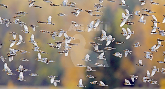 Zwerm Kepen; Flock of Brambling stock-image by Agami/Markus Varesvuo,