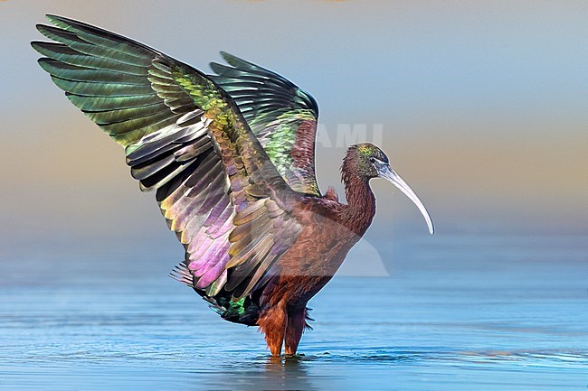 Glossy Ibis, Plegadis falcinellus, in Italy. stock-image by Agami/Daniele Occhiato,