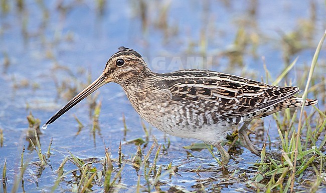 Wilson's Snipe (Gallinago delicata) perched in a marsh stock-image by Agami/Ian Davies,