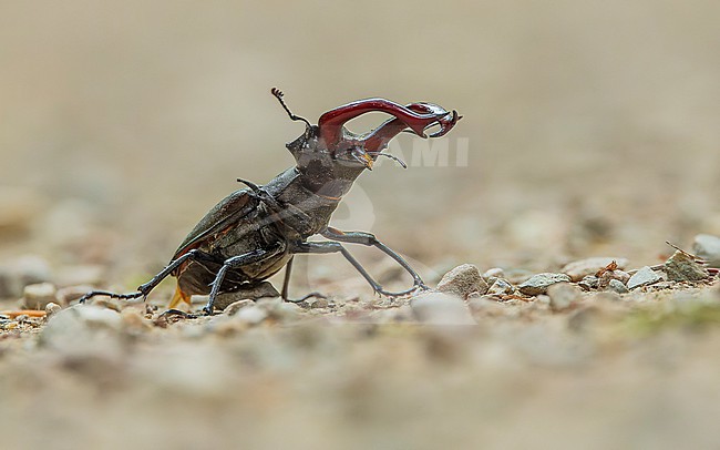 Stag beetle (Lucanus cervus) on the road, seen from the front and side stock-image by Agami/Lennart Verheuvel,