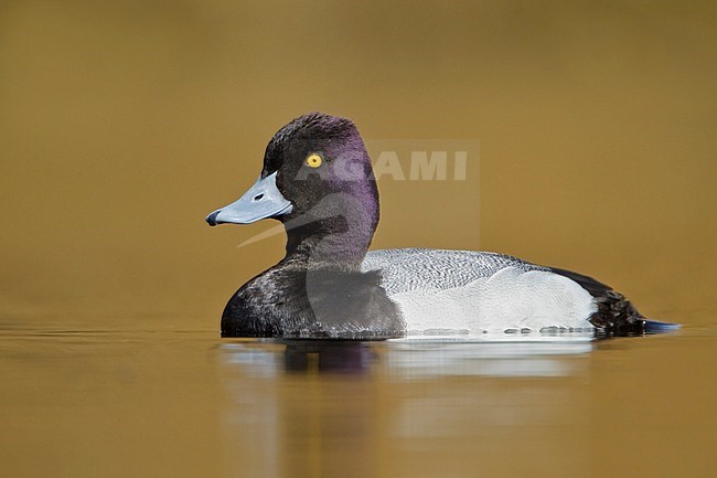 Lesser Scaup (Aythya affinis) swimming on a pond near Victoria, BC, Canada. stock-image by Agami/Glenn Bartley,