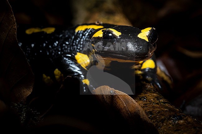 Fire Salamander (Salamandra salamandra) walking on a small stream in Vuilbeek, Uccle, Brussels, Brabant, Belgium. stock-image by Agami/Vincent Legrand,