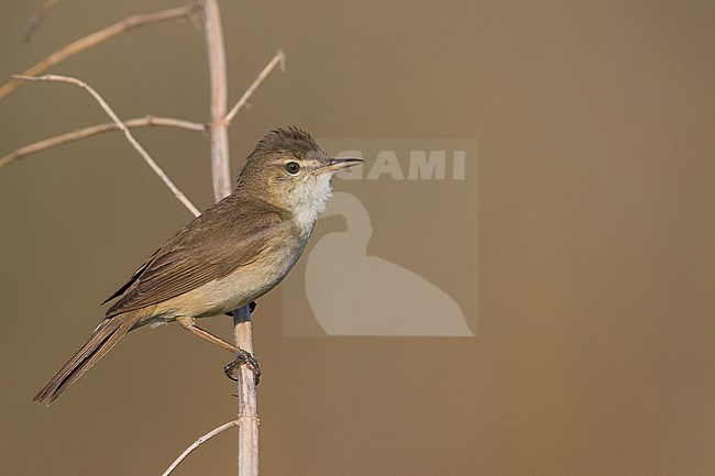 Struikrietzanger, Blyth's Reed Warbler stock-image by Agami/Ralph Martin,