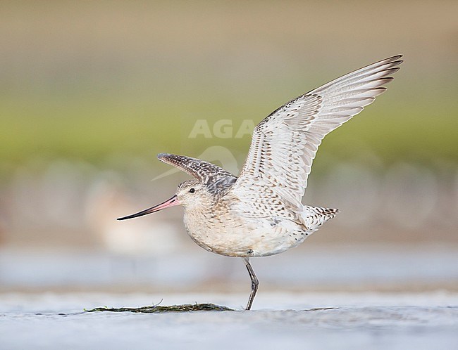 Bar-tailed godwit (Limosa lapponica) in the German Wadden Sea. Standing on one leg, showing it’s under wing. stock-image by Agami/Ralph Martin,
