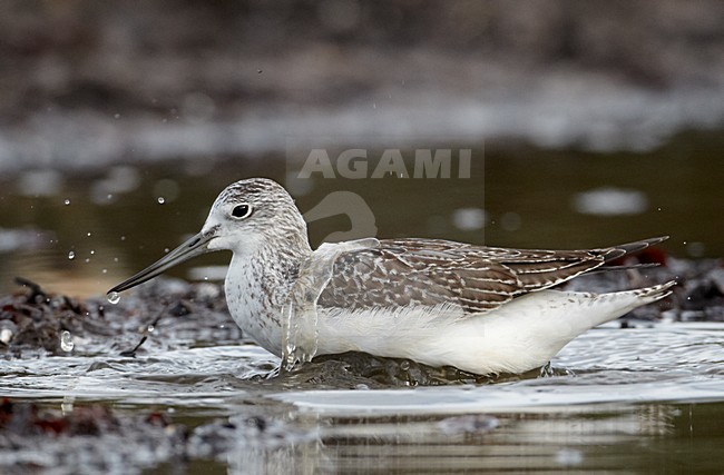 Juveniele Groenpootruiter badderend; Juvenile Greenshank bathing stock-image by Agami/Markus Varesvuo,