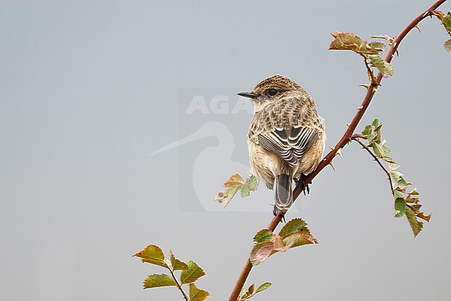 Siberian Stonechat, Aziatische Roodborsttapuit, Saxicola maurus stock-image by Agami/Arend Wassink,