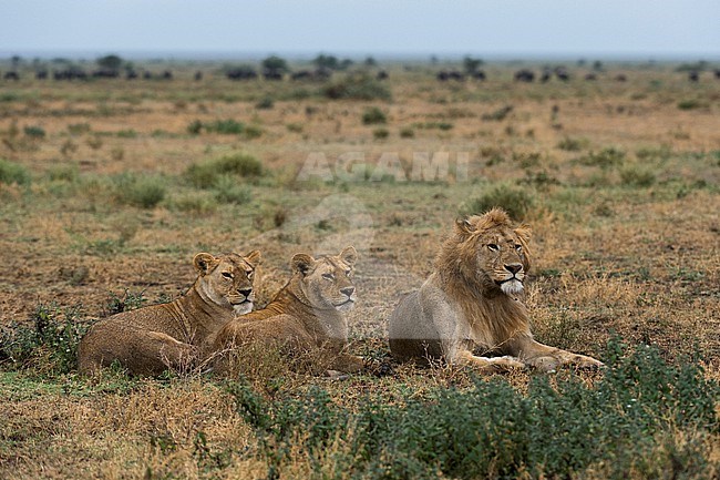 Three lions, Panthera leo, one male and two females, resting. Ndutu, Ngorongoro Conservation Area, Tanzania. stock-image by Agami/Sergio Pitamitz,