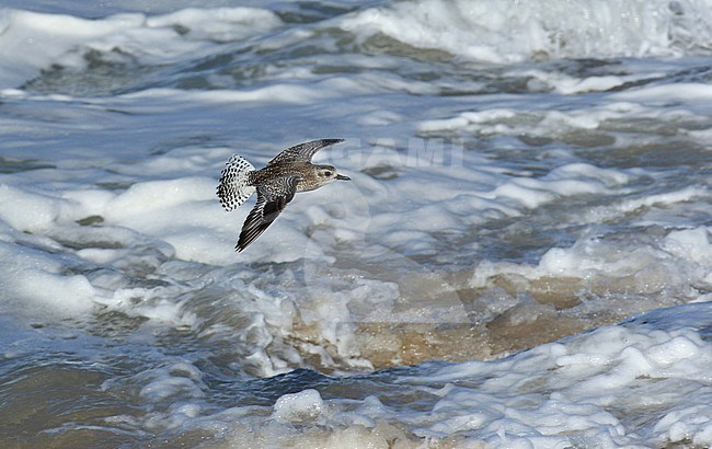 Grey Plover (Pluvialis squatarola) in flight over surf stock-image by Agami/Jacques van der Neut,