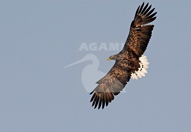 Volwassen Zeearend in de vlucht; Adult White-tailed Eagle in flight stock-image by Agami/Markus Varesvuo,