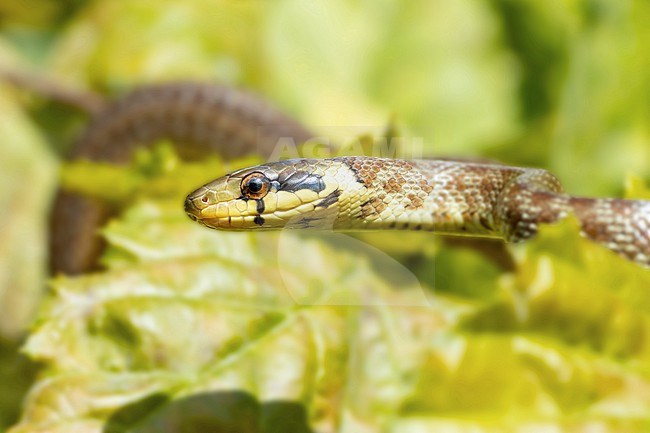 Aesculapian Snake (Zamenis longissimus) taken the 09/08/2021 at Le Mans- France. stock-image by Agami/Nicolas Bastide,