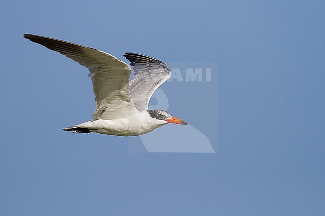 Caspian Tern - Raubseeschwalbe - Hydroprogne caspia, Oman, adult stock-image by Agami/Ralph Martin,