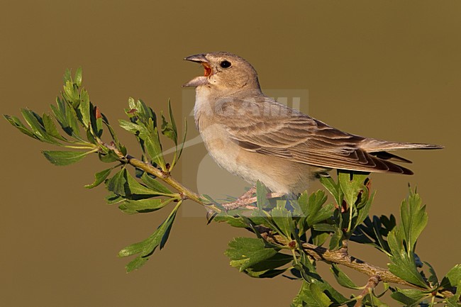 Bleke Rotsmus zingend; Pale Rock Sparrow singing stock-image by Agami/Daniele Occhiato,