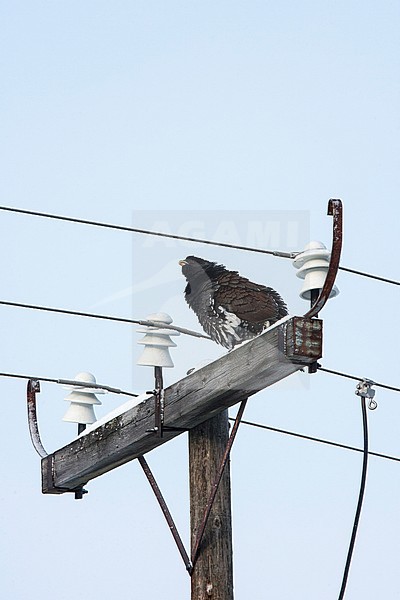Auerhoen, Western Capercaillie stock-image by Agami/Jari Peltomäki,