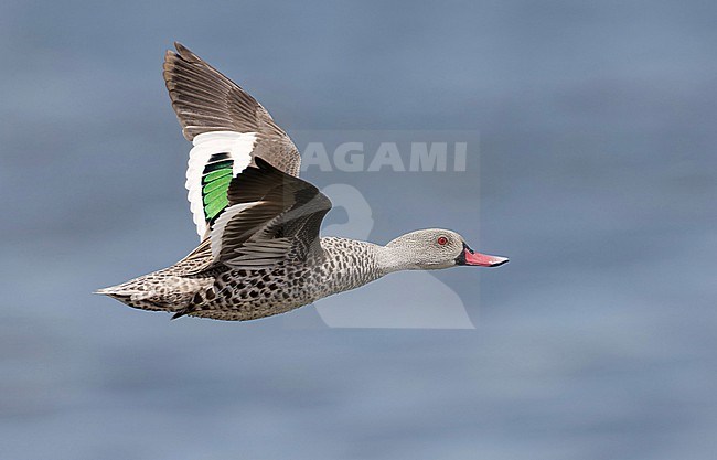 Cape Teal, Anas capensis, in flight in Nambia. stock-image by Agami/Arie Ouwerkerk,