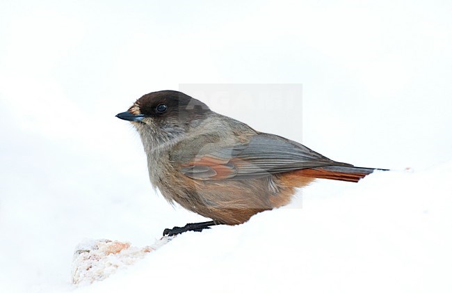 Taigagaai, Siberian Jay, Perisoreus infaustus stock-image by Agami/Marc Guyt,
