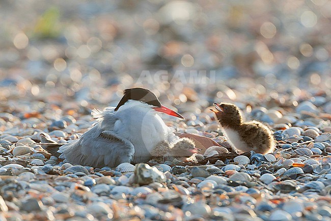 Common Tern (Sterna hirundo) on Wadden island Texel in the Netherlands. Sitting on its nest. stock-image by Agami/Marc Guyt,