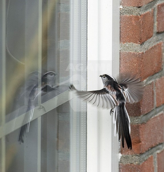 Long-tailed Tit (Aegithalos caudatus) in flight, fighting against its own reflection in a window of a house in the Netherlands. stock-image by Agami/Hans Gebuis,