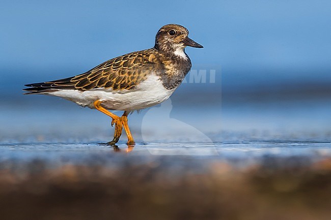 Spring migrant Ruddy Turnstone (Arenaria interpres) in Italy. Staging in shallow freshwater pool. stock-image by Agami/Daniele Occhiato,