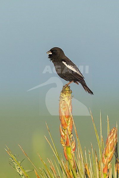 Adult male breeding
Weld Co., CO
June 2023 stock-image by Agami/Brian E Small,