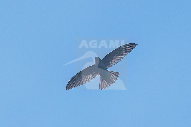 Ameline Swiftlet (Aerodramus amelis) In flight in the Philippines stock-image by Agami/Dubi Shapiro,