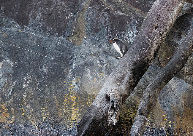 Fiordland Penguin (Eudyptes pachyrynchus) in the Milford Sound on South Island, New Zealand. This species nests in colonies among tree roots and rocks in dense temperate coastal forest. stock-image by Agami/Marc Guyt,