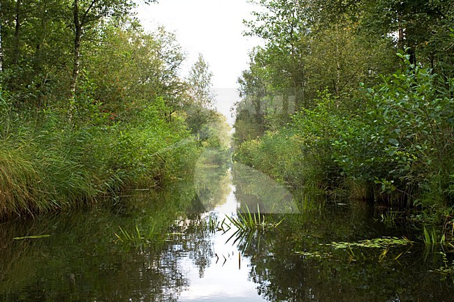 Weerribben, Overijssel, Netherlands stock-image by Agami/Marc Guyt,