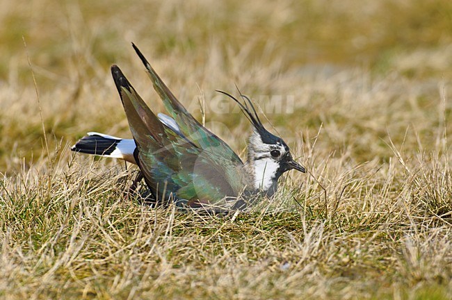 Kievit baltsend; Northern Lapwing displaying stock-image by Agami/Hans Gebuis,