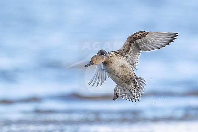 Adult female Northern Pintail (Anas acuta) in flight going to land stock-image by Agami/Mathias Putze,