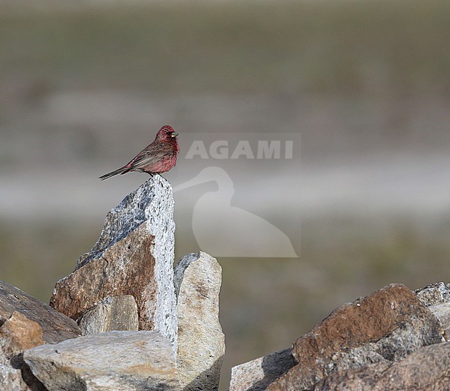 Spot-winged Rosefinch (Carpodacus rodopeplus) in Tso Kar, India. Also know as Spotted Rosefinch. Its natural habitat is subtropical or tropical high-altitude shrubland. stock-image by Agami/James Eaton,