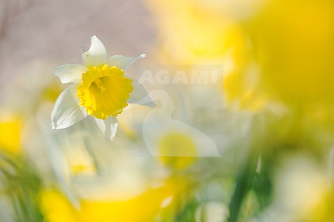 Wilde narcis, Wild Daffodil, Narcissus pseudonarcissus stock-image by Agami/Wil Leurs,