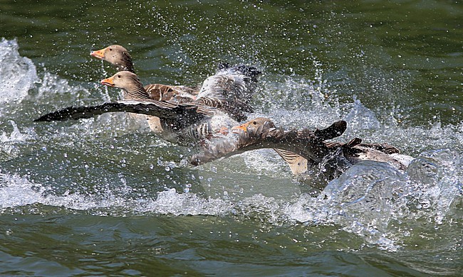 Tijdens de rui kunnen grauwe ganzen niet vliegen. Bij onraad gebruiken ze hun vleugels als een soort roeispanen. During the moult Grey-lag Geese cannot fly. They use their wings in case of an emergency as a kind of rowing oars. stock-image by Agami/Jacques van der Neut,