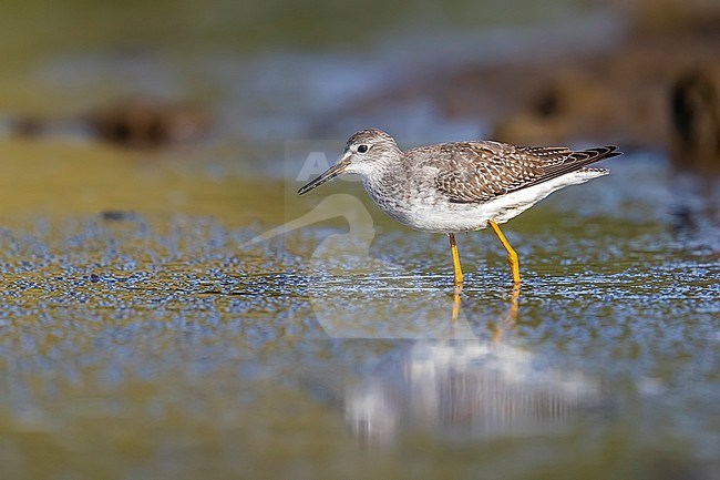 First winter Lesser Yellowlegs in Cabo da Praia, Terceira, Azores. October 03, 2018. stock-image by Agami/Vincent Legrand,