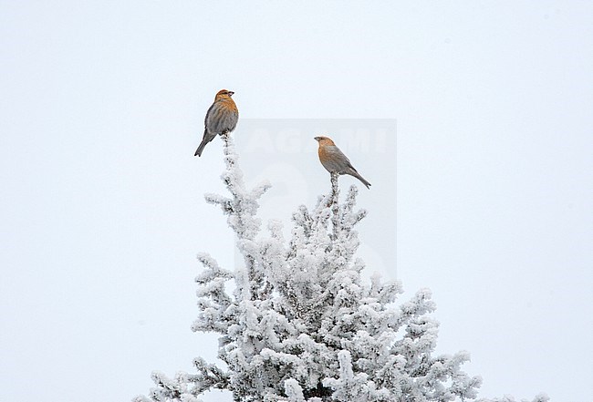 Pine Grosbeak (Pinicola enucleator) near Kuusamo in Finland. Two female types in top of a snow covered pine tree. stock-image by Agami/Marc Guyt,