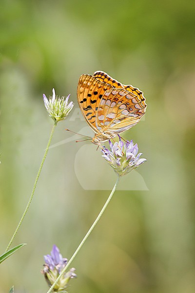 High brown fritillary, Argynnis adippe stock-image by Agami/Theo Douma,