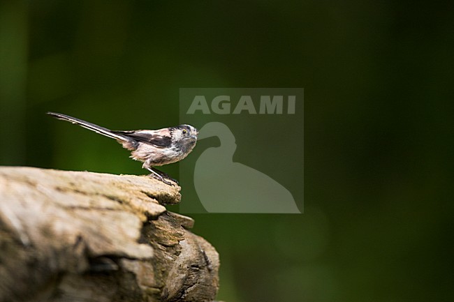 Staartmees op stronk; Long-tailed Bushtit on trunc stock-image by Agami/Marc Guyt,