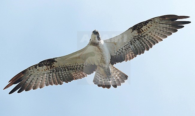 Osprey (Pandion haliaetos), second calendar year flying, seen from below, showing underwings and open tail. stock-image by Agami/Fred Visscher,