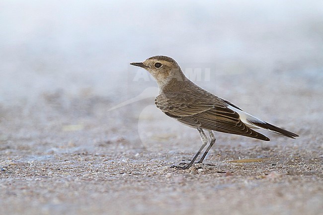 Pied Wheatear - Nonnensteinschmätzer - Oenanthe pleschanka, Oman, adult female stock-image by Agami/Ralph Martin,