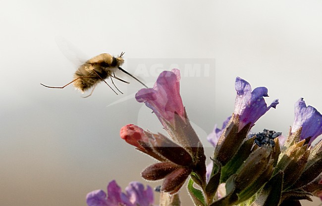 Wolzwever zwevend bij bloemen, Bee-fly hovering near flowers stock-image by Agami/Rob de Jong,