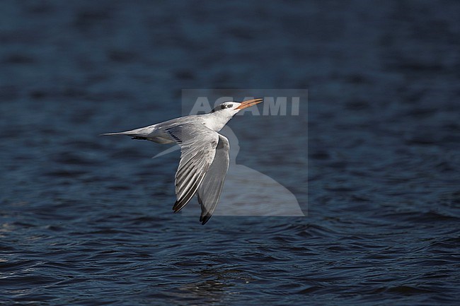 An adult Royal Tern (Thalasseus maximus ssp. maximus) in winter plumage is drinking in flight stock-image by Agami/Mathias Putze,