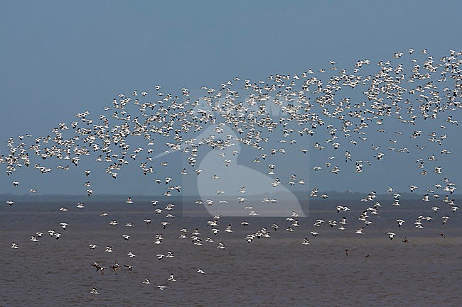 Huge numbers of Pied Avocets (Recurvirostra avosetta) at staging area iduring autumn migration n the Wadden Sea at Zwarte Haan, Friesland, Netherlands. stock-image by Agami/Marc Guyt,