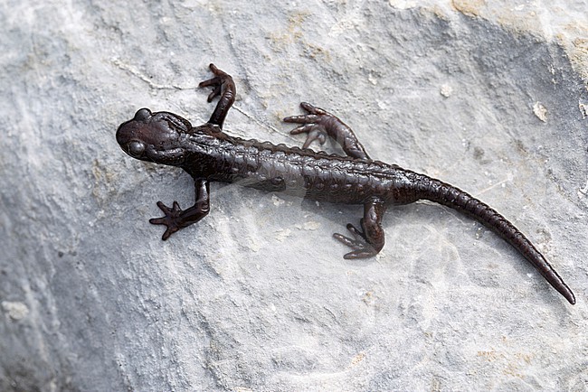 Very rare brown coloured alpine salamander (Salamandra atra) found in the Austrian Alps in Tyrol stock-image by Agami/Mathias Putze,