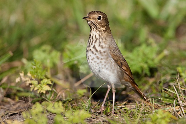 Heremietlijster op the grond; Hermit Thrush on the ground stock-image by Agami/Martijn Verdoes,