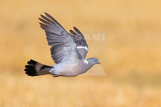 Adult Common Wood Pigeon, Columba palumbus, in Italy. stock-image by Agami/Daniele Occhiato,