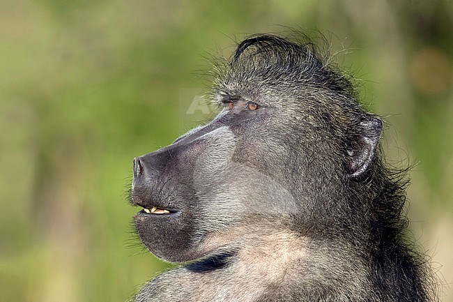 Baviaan portret; Chacma Baboon portret; stock-image by Agami/Walter Soestbergen,