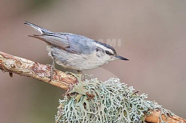 Corsican Nuthatch (Sitta whiteheadi), adult male perched on a lichen-covered branch against a clean natural background in Castellaccie, Corsica stock-image by Agami/Tomas Grim,