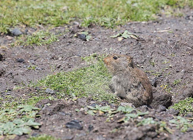 Sloggett's vlei rat (Myotomys sloggetti) in South Africa. Also known as Ice rat. stock-image by Agami/Pete Morris,