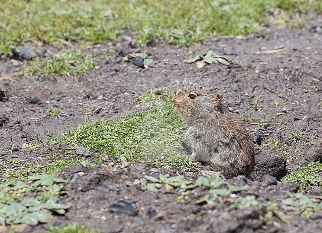Sloggett's vlei rat (Otomys sloggetti) in South Africa. Also known as Ice rat. stock-image by Agami/Pete Morris,