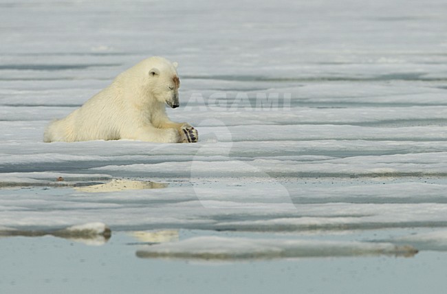Mannetje IJsbeer, Male Polar Bear stock-image by Agami/Danny Green,